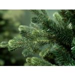 Everlands Geneva Fir Tree 7ft